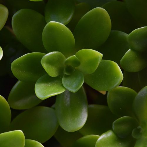 sedum